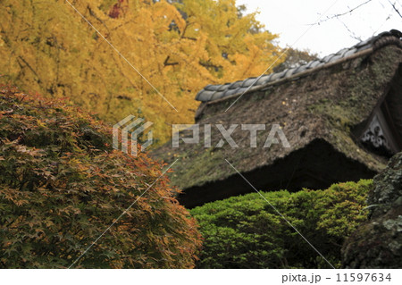 報国寺の紅葉 11597634