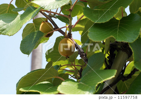 キウイフルーツ 11597758