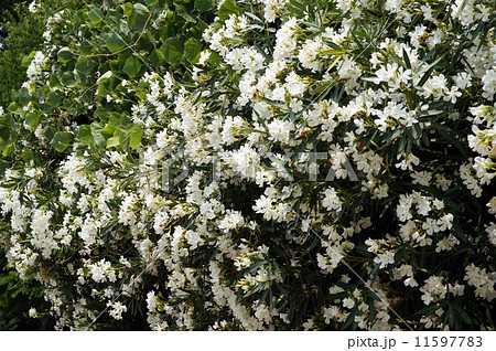 キョウチクトウ キョウチクトウ 11597783