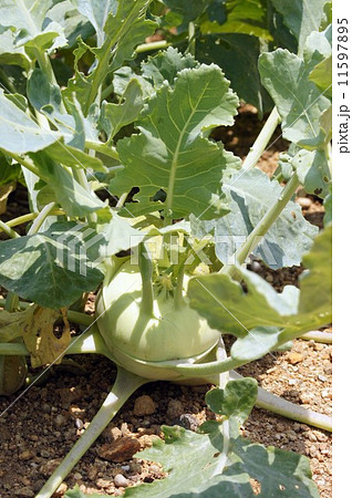 コールラビ 11597895