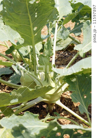 コールラビ 11597897