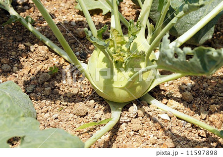 コールラビ コールラビ 11597898