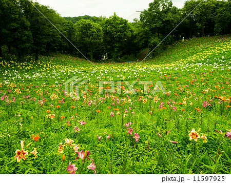百合 百合 11597925