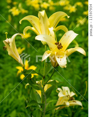 百合 11597934