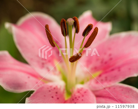 百合 11597938