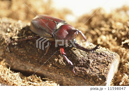 カブトムシ 11598047