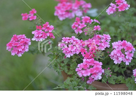 花手毬 11598048
