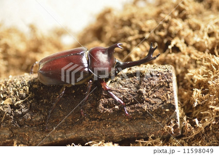 カブトムシ 11598049