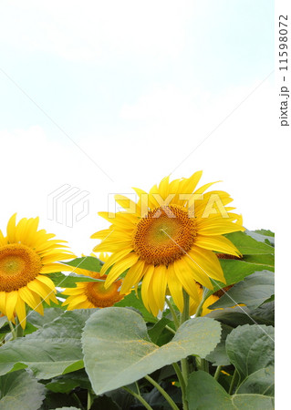 ひまわり 11598072