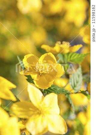 ヤマブキ 11598162