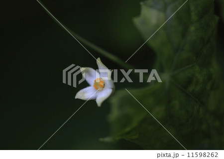 自然　植物　スズメウリ、名前の由来はカラスウリより小さいからだとか、実がスズメの卵みたいだからだとか。これは雄花です① 11598262