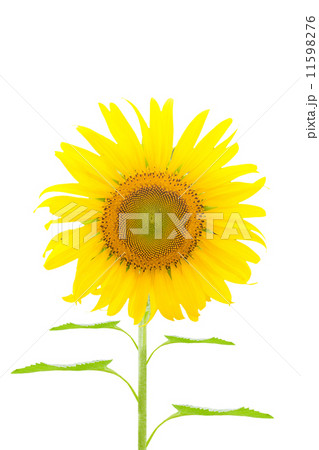Sunflower Sunflower 11598276