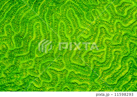 Background of shelfish Background of shelfish 11598293