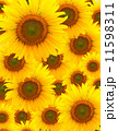 Sunflower 11598311
