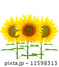 Sunflower 11598313