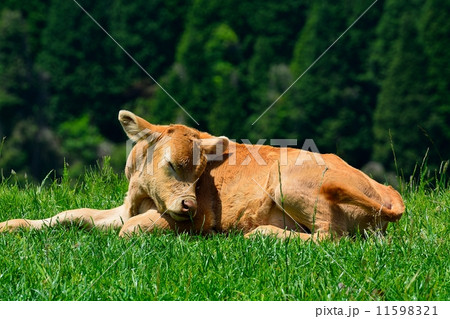 仔牛 あか牛 仔牛 あか牛 11598321