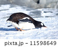 南極　ジェンツーペンギン　雪食べる 11598649