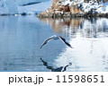 南極　鳥の羽ばたき 11598651