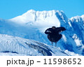 南極　鳥　飛び立つ　氷山 11598652
