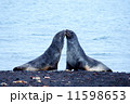 南極　アザラシのキス 11598653