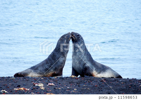 南極 アザラシのキス 南極 アザラシのキス 11598653