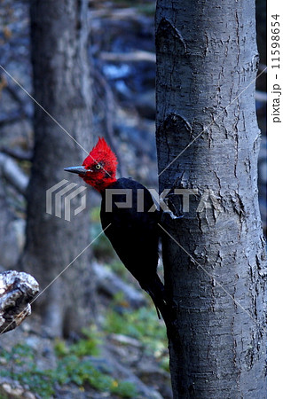 パイネ マゼランキツツキ オス パイネ マゼランキツツキ オス 11598654