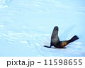 南極　アザラシ　雪 11598655