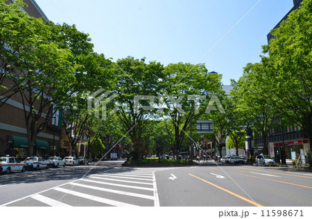 森の都、仙台のケヤキ並木が続く定禅寺通り 11598671