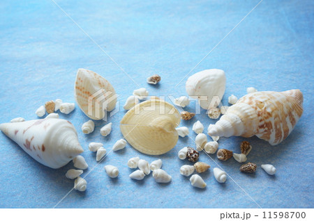 貝殻 11598700