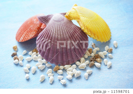 ヒオウギガイ 11598701