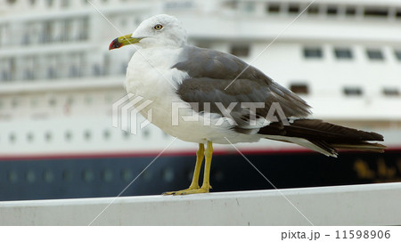 うみねこと客船にっぽん丸 うみねこと客船にっぽん丸 11598906