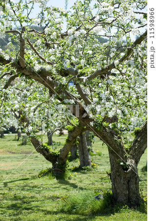 リンゴの花 11598966