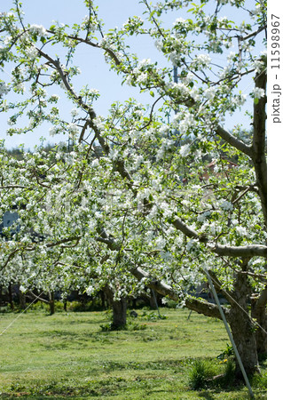 リンゴの花 11598967
