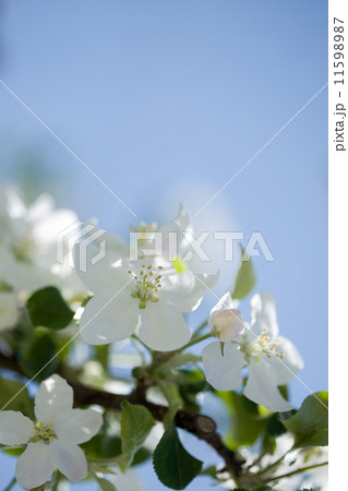 りんごの花 りんごの花 11598987