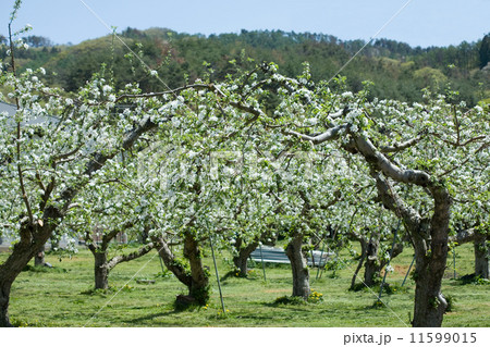 リンゴの花 リンゴの花 11599015