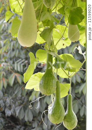 ヒョウタン 11599020