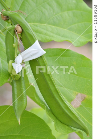 ナタマメ 11599103