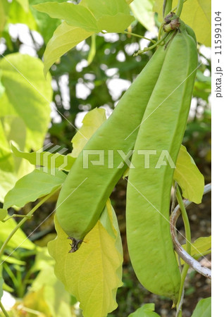 ナタマメ 11599104