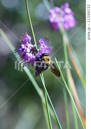 熊蜂と山らっきょう 11599232