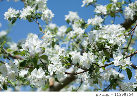リンゴの花 リンゴの花 11599254