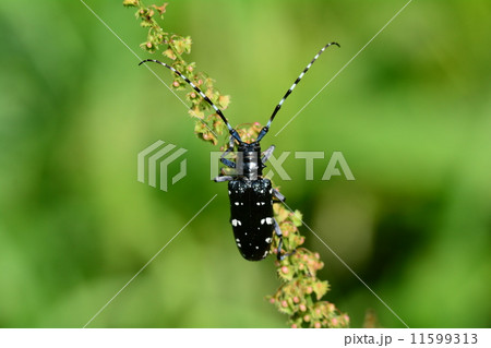 ゴマダラカミキリ 11599313