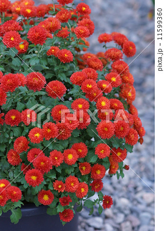 小菊　品種は紅正月 11599360