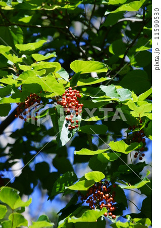 飯桐イイギリ　別名は南天桐　クリスマスリースにすると綺麗です。 11599530