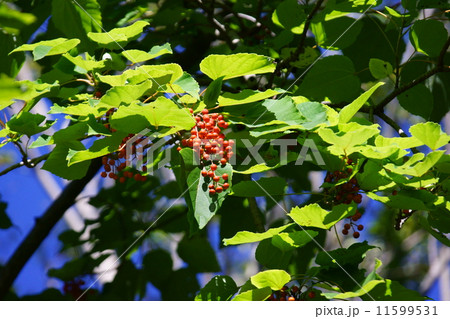 飯桐イイギリ　別名は南天桐　クリスマスリースにすると綺麗です。 11599531