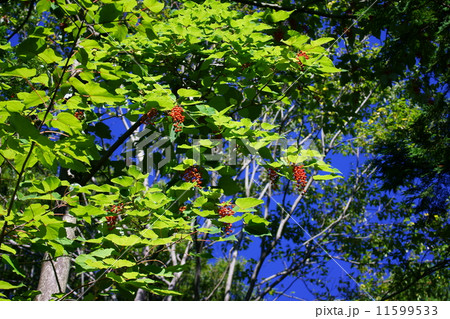 飯桐イイギリ　別名は南天桐　クリスマスリースにすると綺麗です。 11599533