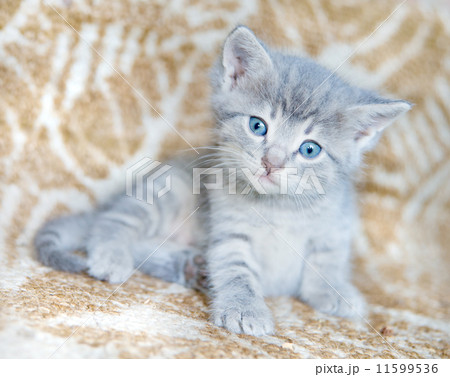 Gray kitten 11599536
