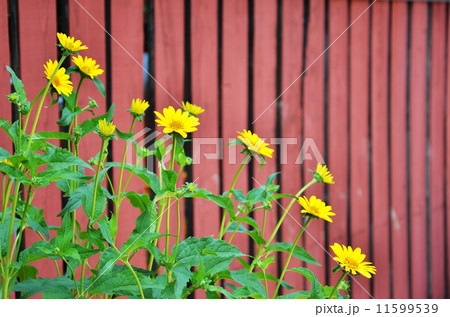 キクイモモドキ：姫向日葵 11599539