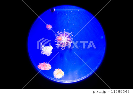 丸窓水槽 11599542