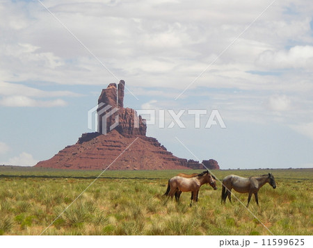 ビュートと野生馬 11599625