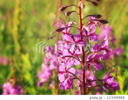 Wild flower of Willow-herb in the evening field 11599966